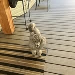 Cathy Tompkins - @jaydadog2020 - Instagram