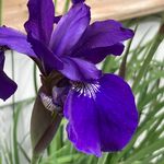 Cathy Tompkins Cowles - @alecat1957 - Instagram