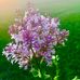 Cathy Trusty - Facebook