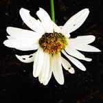 Cathy Wheeler Realtor The Danberry Elite Group - @justmecatherine66 - Instagram