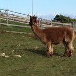 Cathy Whitehead - @alpacasofnfld - Instagram