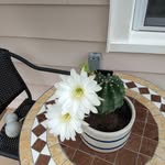 Cathy Wittenbecher Levine - @cathywittenbecherlevine - Instagram