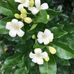 Catherine Yarrow - Facebook