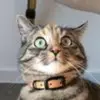cats_linter - @cats_linter - TikTok