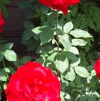 Cayetano Ramirez - Facebook