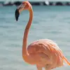 CAYLA CARTER - @user76748761 - TikTok