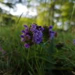Celia Boone - @ckboone_wild.wallflower - Instagram