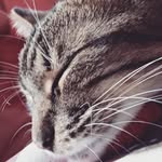 Celia Boone Voltz - @boonevoltz - Instagram