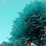 Cecelia - @ceceliabrewer987617 - Instagram