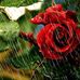 Cecilia Giles - Facebook