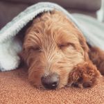 “CeCe Bear🐻” - @ceceliathegoldendoodle - Instagram