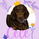 Cece 🐾 - @ceciliabarkergreenleaf - Instagram