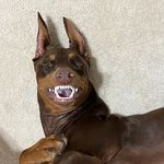 Cecelia Belle Greer 🐾 - @cece.the.dobie - Instagram