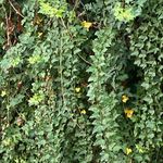 Cecilia Gregory - @long_pears - Instagram