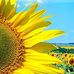 Celia Hamlin - Facebook