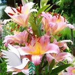 Cecelia Hartnick - Facebook