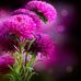 Cecilia Hodges - Facebook