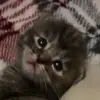 cece - @cecelia_hunt - TikTok