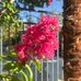 Cecilia Kerwin - Facebook