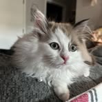 Cecelia Snow - Facebook