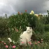 Cecil Abraham - @peter8504704f - TikTok