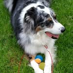 Cecil Bucher-Bush - @cecil_the_aussie - Instagram