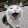 Cecily Campos - @cecilycampos - TikTok