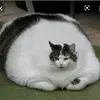 user4650144678916 - @chaneycecil - TikTok