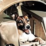 cecil/conan/chase - @residentcecil - Instagram