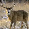 chasececil2 - @chasececil2 - TikTok