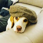Cecil - @cecil_the_cheeky_beagle - Instagram
