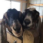 Cecil and Chester - @thebackyardboyzz - Instagram
