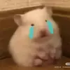 ceciltoichoi - @ceciltoichoi - TikTok
