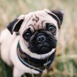 Cecil Cole - @adventures_of_cecil_the_pug - Instagram