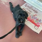 Cecil Jones Giant Snauzer - @cecil_thegiant - Instagram