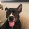Cecil Meyer - @cecilmeyerthedog - TikTok