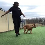 Cecil Rice - @cecilthedogtrainer - Instagram