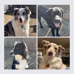 Sassy Leigh & Cecil Snow Dog, Beau Bo T - @theaussieposseadventures - Instagram