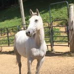 Cecil Ward - @wilted_larul_farms - Instagram