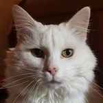 Cecile Thomas - @cecile4086 - Instagram