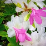 Cecilia Brooks - Facebook