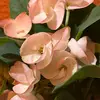 ceciliaceja445 - @ceciliaceja445 - TikTok