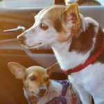 Cecilia Davidson - @ceiltiques - Instagram