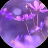 🦋ceci💝 - @ceciliagilbert72 - TikTok