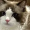 CC_MeowMemo - @cecilia.hu - TikTok