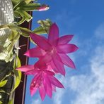 Cecilia Le - Facebook