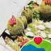 Cecilia Navarrete - Facebook