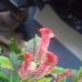 Cecilia Navarrete - Facebook