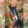 🦋Stella-Cecilia❤ - @stern_stella_cecilia - TikTok
