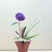 Cecilia Yuen - Facebook